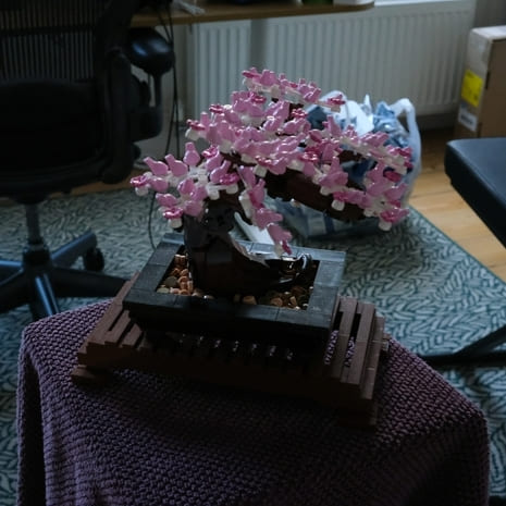 bonsai