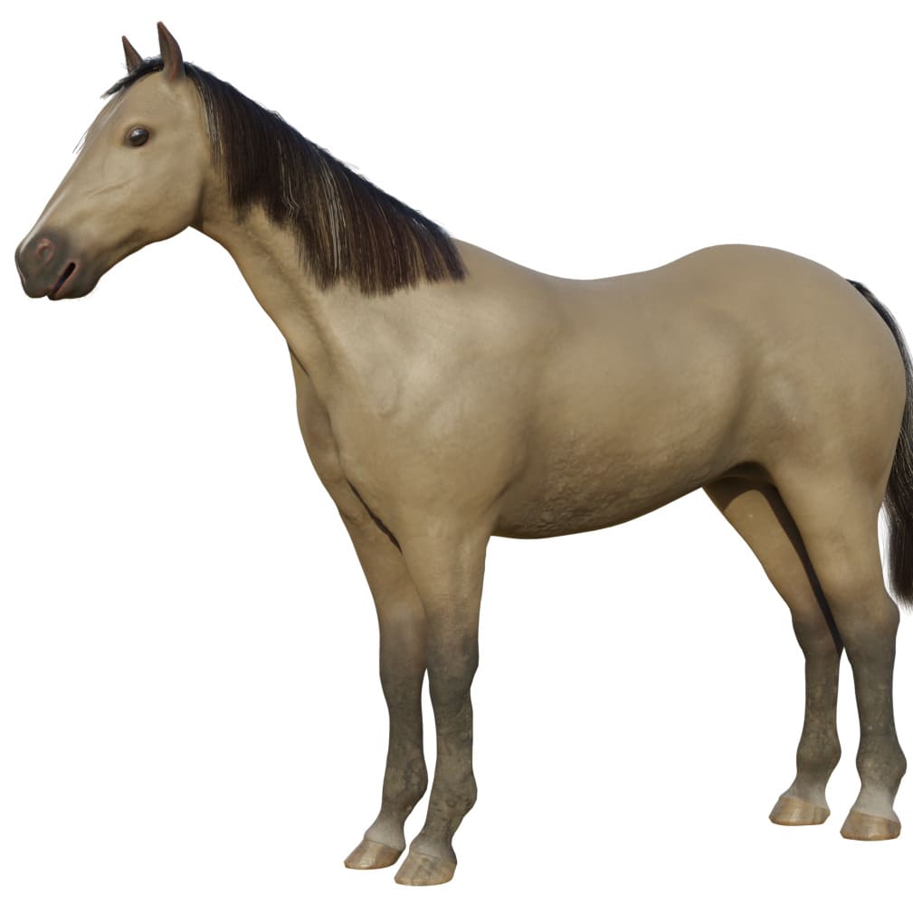 horse